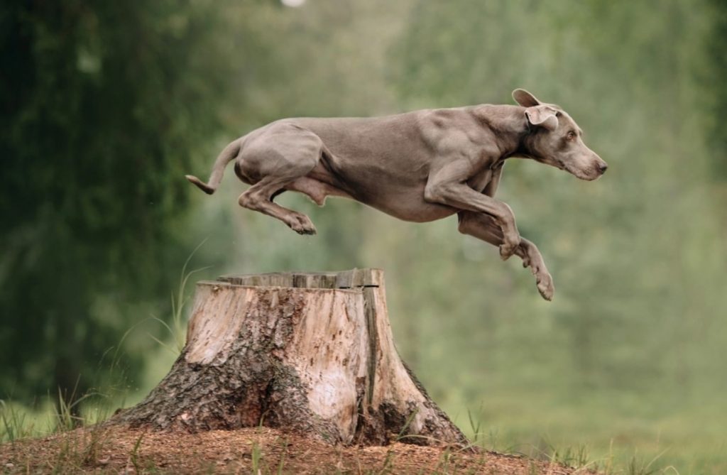 https://nosefood.de/zeckenschutz-fuer-hunde/